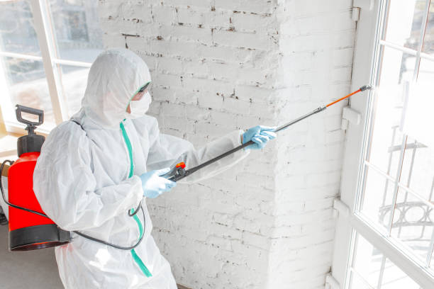 Trusted Herricks, NY Mold Removal Services Experts